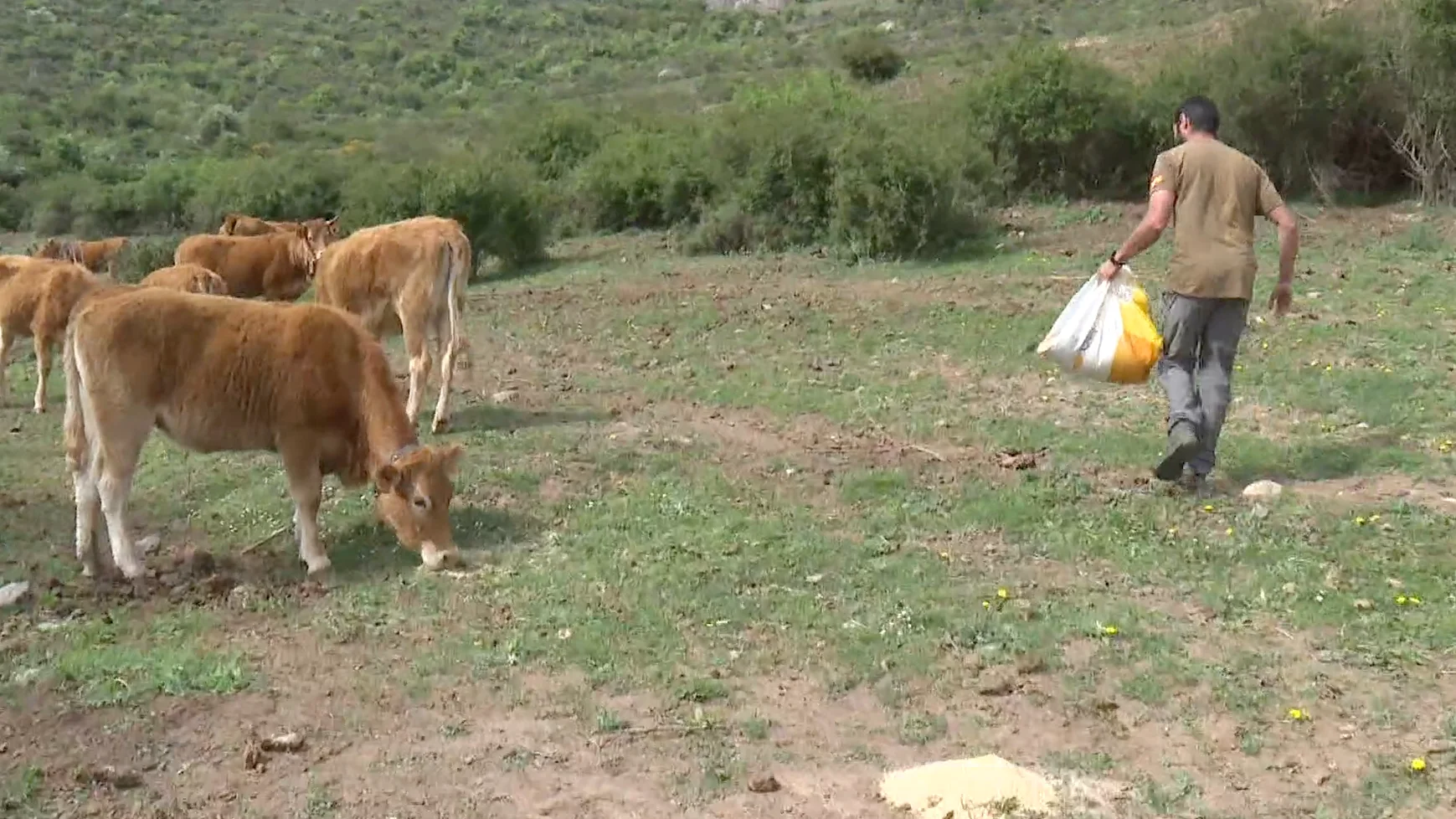 Los ganaderos de toda España tienen dificultades para alimentar a sus animales Los ganaderos de toda España tienen dificultades para alimentar a sus animales