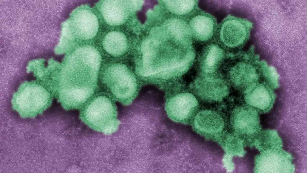 El CSIC participa en la elaboraci&oacute;n del nuevo plan de la OMS para hacer frente a futuras pandemias de gripe