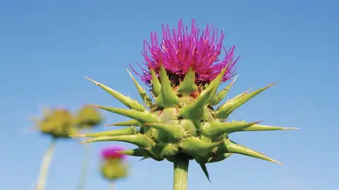 Planta Cardo Mariano Planta Cardo Mariano