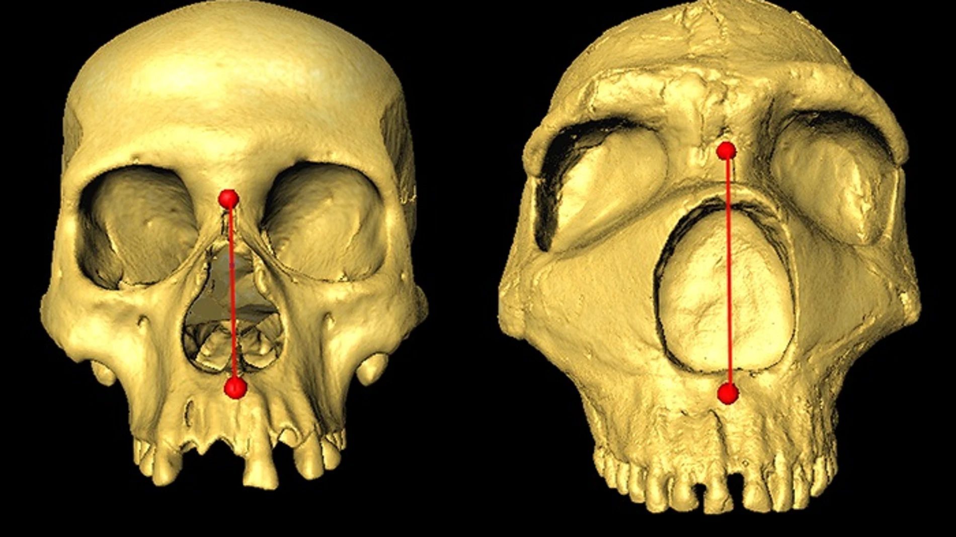 Cráneo humanos modernos y neandertales