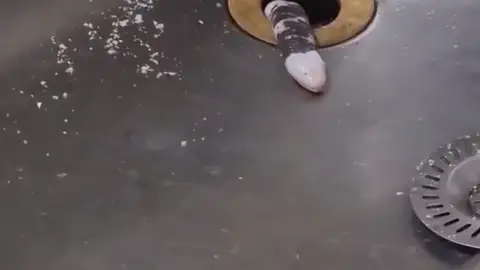 El tweet sobre una criatura con aspecto alienígena que causa el caos en Twitter El tweet sobre una criatura con aspecto alienígena que causa el caos en Twitter