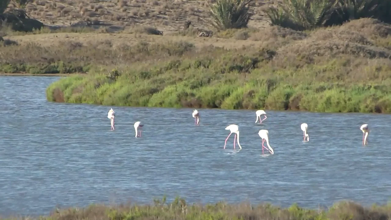 Los flamencos encuentran en la salinas de Cabo de Gata Los flamencos encuentran en la salinas de Cabo de Gata