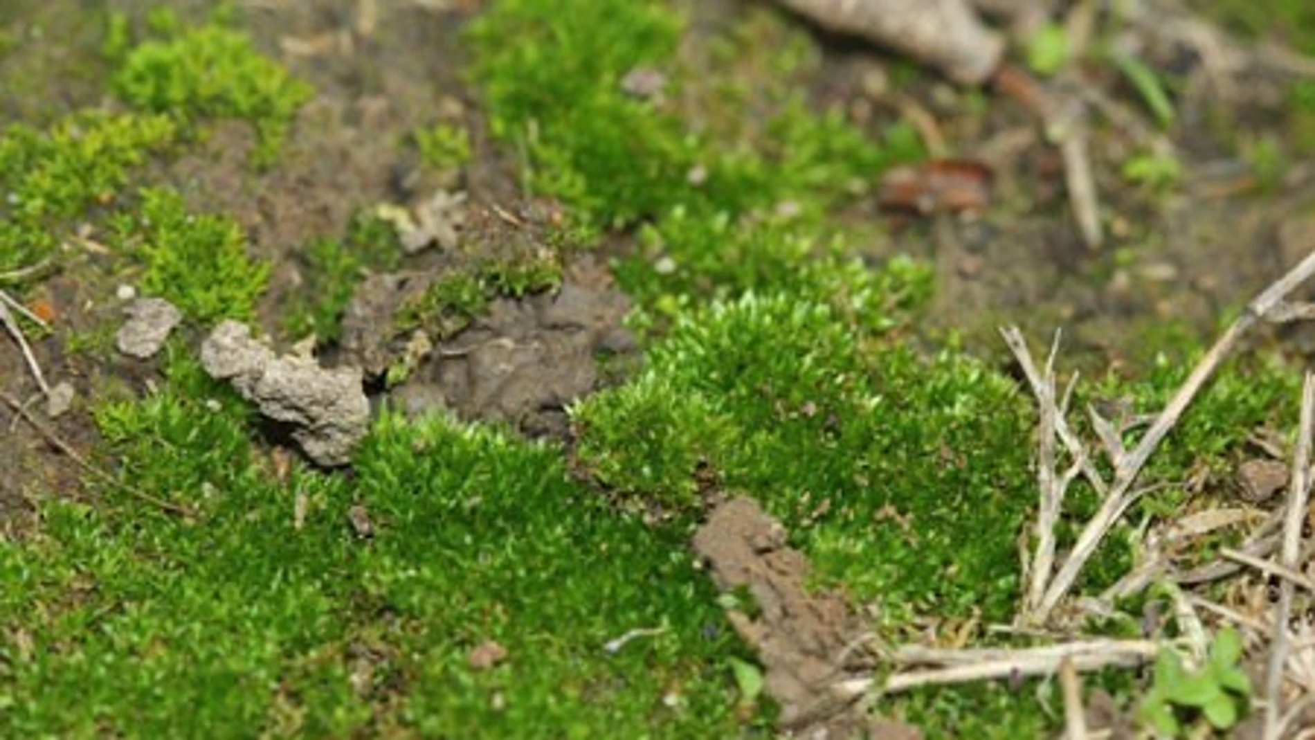  Los musgos, fundamentales para la conservación del suelo