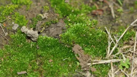 Los musgos, fundamentales para la conservación del suelo Los musgos, fundamentales para la conservación del suelo