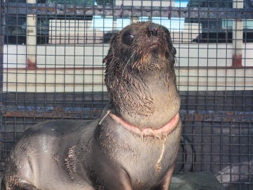 Lobo marino herido en Argentina