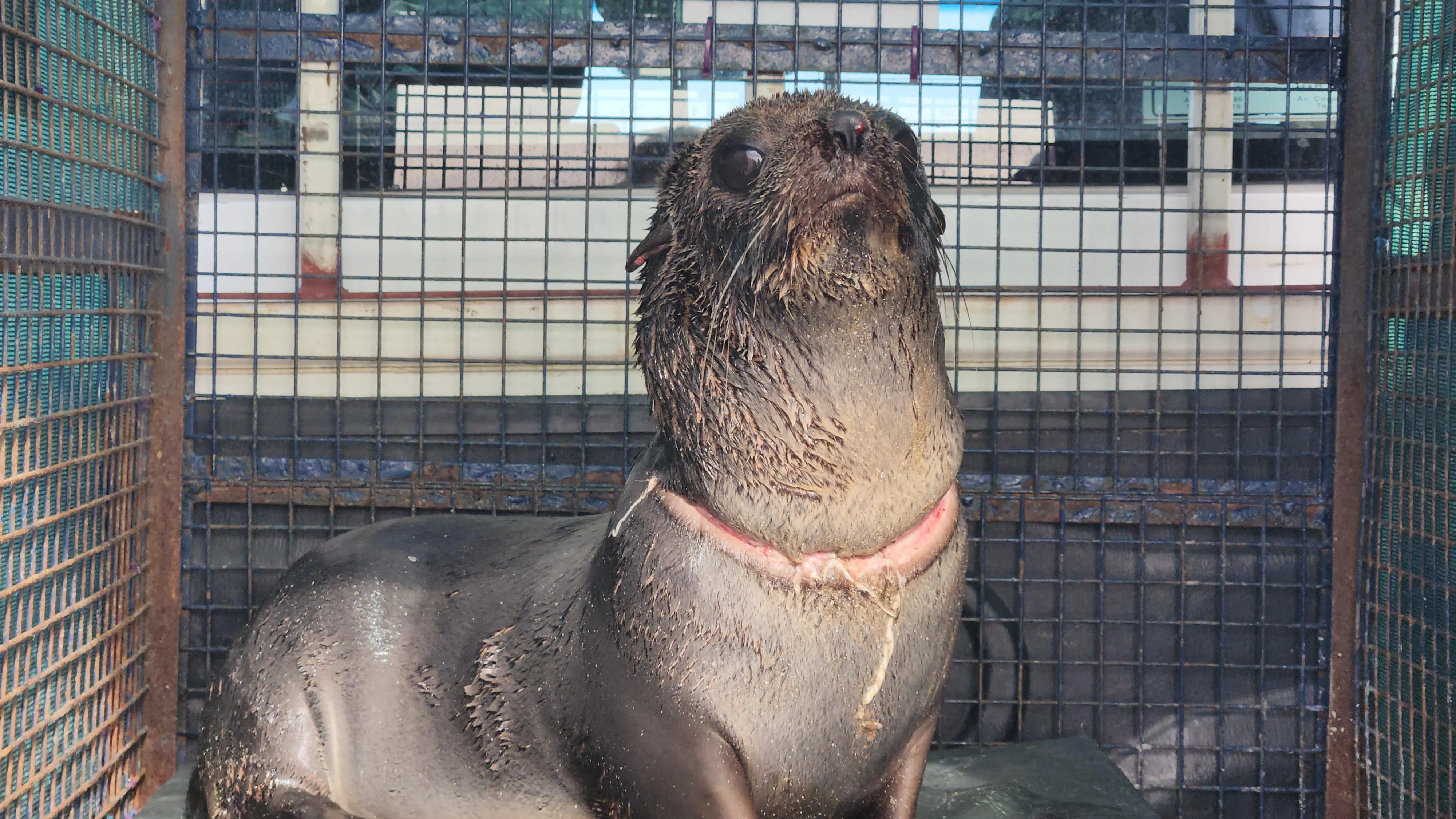 Lobo marino herido en Argentina
