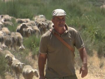 José Manuel, el pastor extremeño que huye de la sequía junto a su ovejas