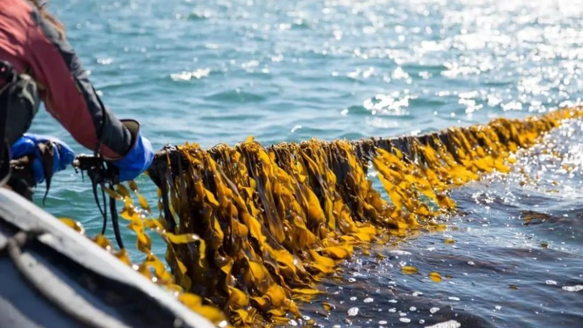 Algas de kelp de azúcar