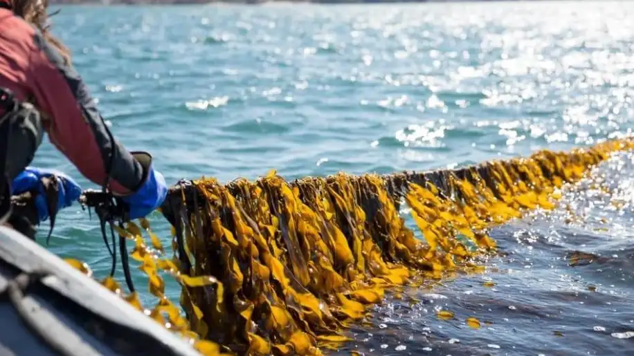 Algas de kelp de azúcar Algas de kelp de azúcar