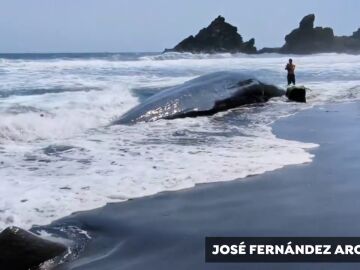 El vídeo del cachalote de 8 metros varado en una playa canaria