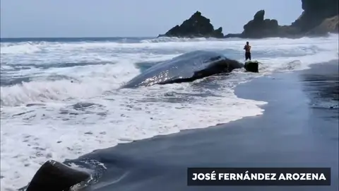 El vídeo del cachalote de 8 metros varado en una playa canaria El vídeo del cachalote de 8 metros varado en una playa canaria