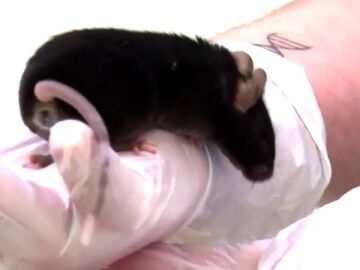 Investigadoras de Tenerife crean un avatar ratón de un niño con una enfermedad rara