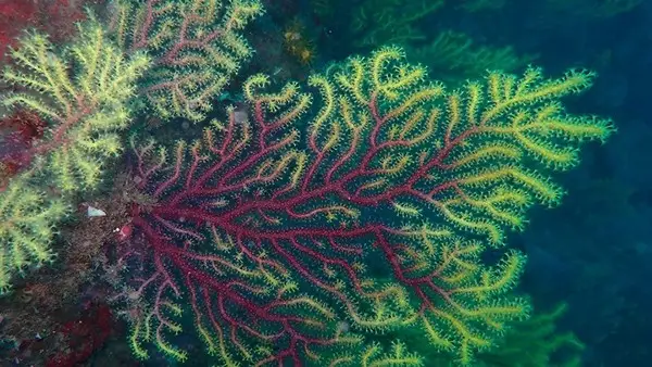 Primer mapa macrogen&eacute;tico global de las especies que forman los h&aacute;bitats marinos 