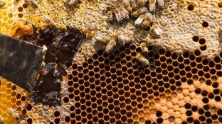 Panal de abejas