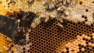 Panal de abejas Panal de abejas