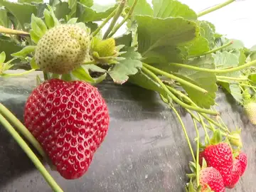 Cultivo de fresas Cultivo de fresas