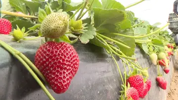 Cultivo de fresas