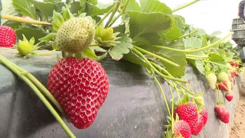 Cultivo de fresas Cultivo de fresas