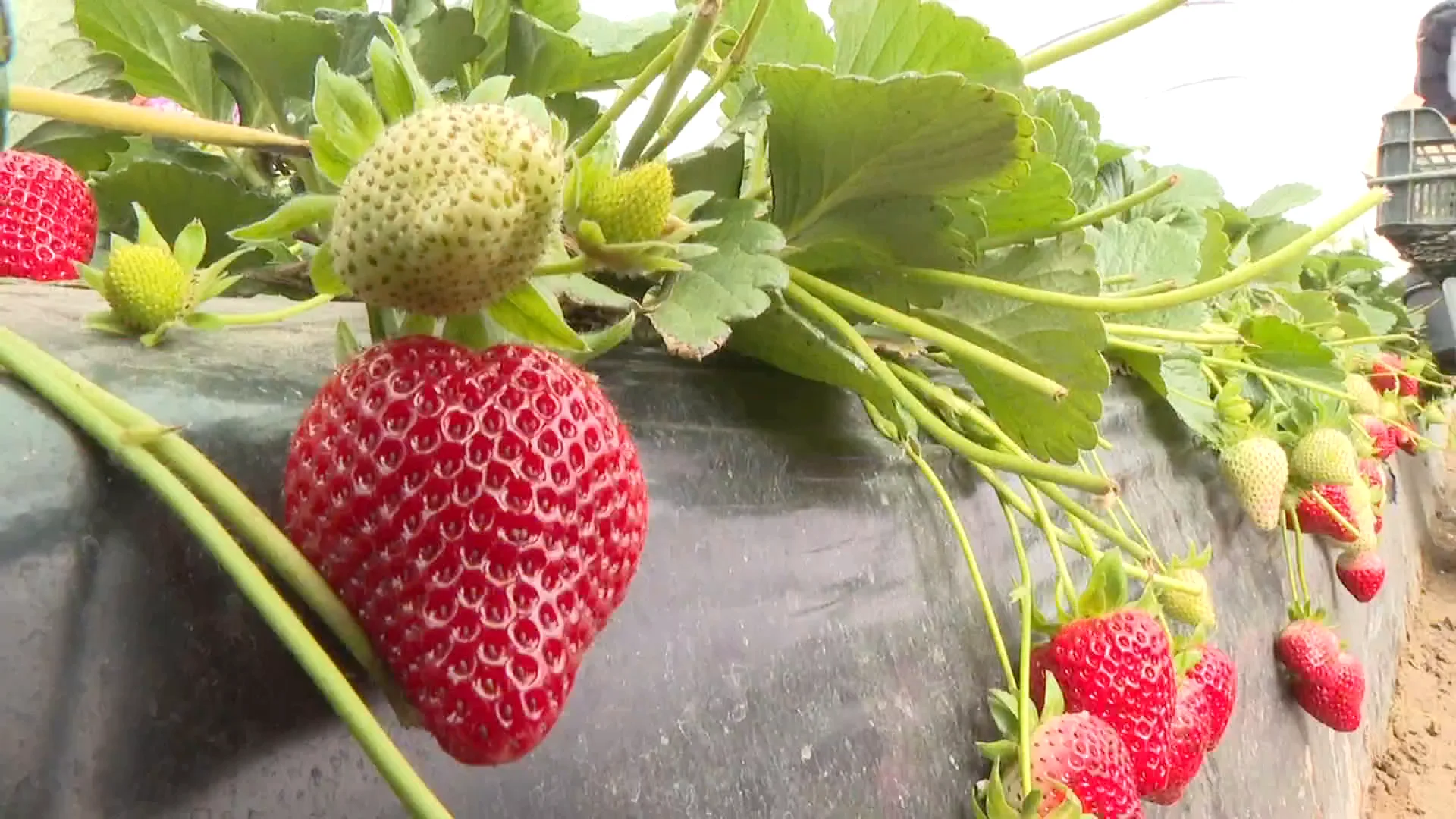 Cultivo de fresas