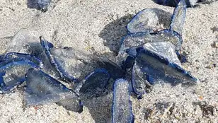 Las medusas de la playa de Orzán