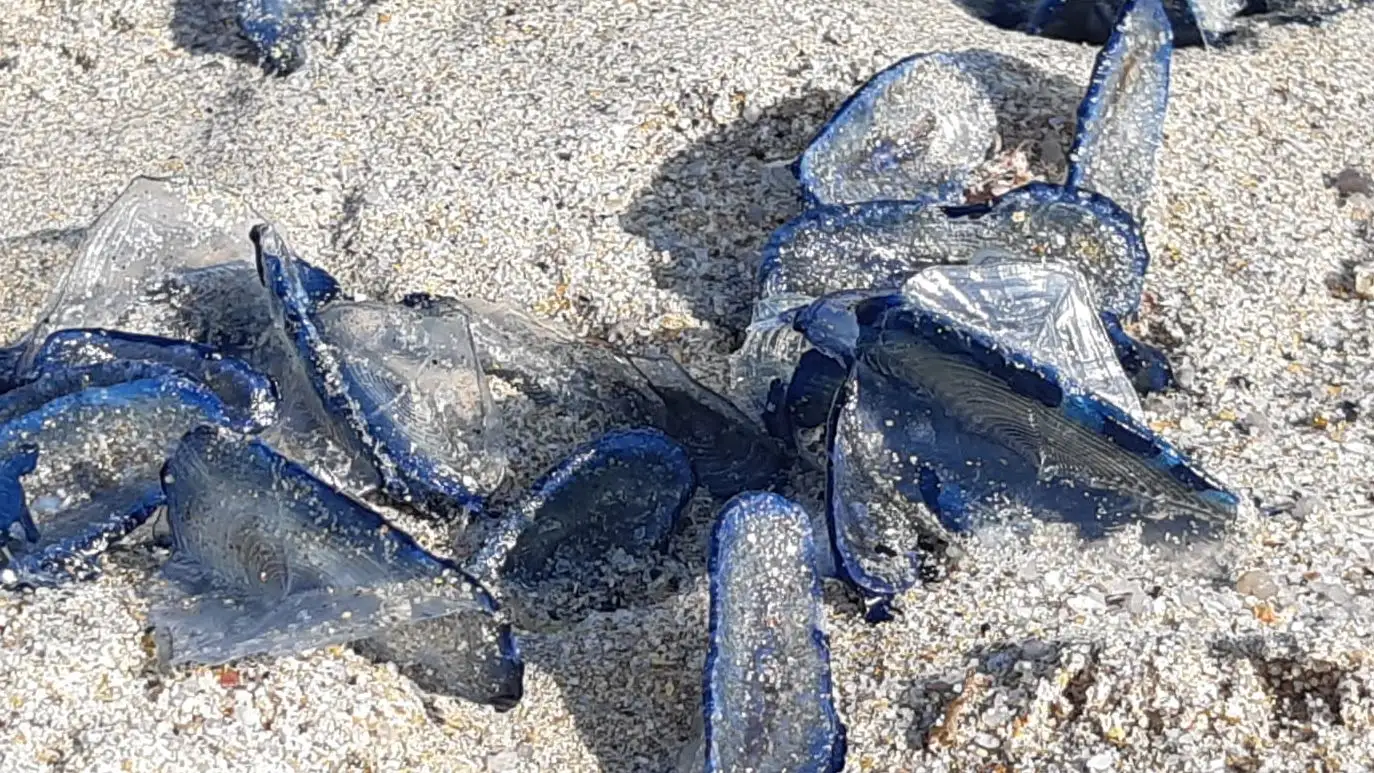 Las medusas de la playa de Orzán Las medusas de la playa de Orzán