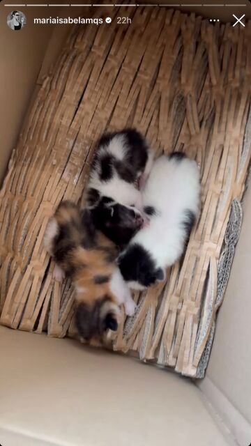 María Isabel enseña los gatitos que se ha encontrado