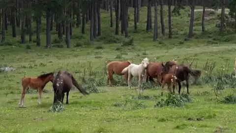 Cedeira (A Coruña) celebra este fin de semana la 'Rapa das Bestas' con un curro renovado Cedeira (A Coruña) celebra este fin de semana la 'Rapa das Bestas' con un curro renovado