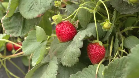 Fresas Huelva Fresas Huelva