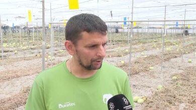 Un agricultor de Motril regala 100.000 kilos de sandía porque nadie las compra: 