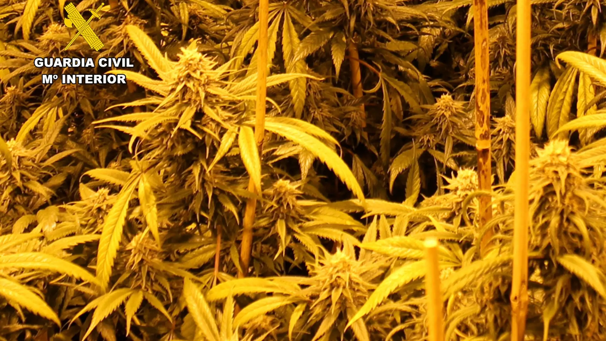 Punto de producción de marihuana Punto de producción de marihuana
