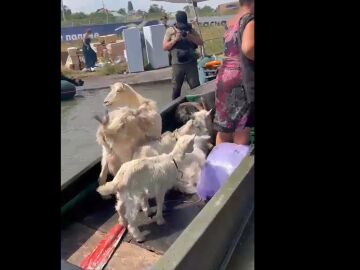 Animales atrapados tras la voladura de la presa