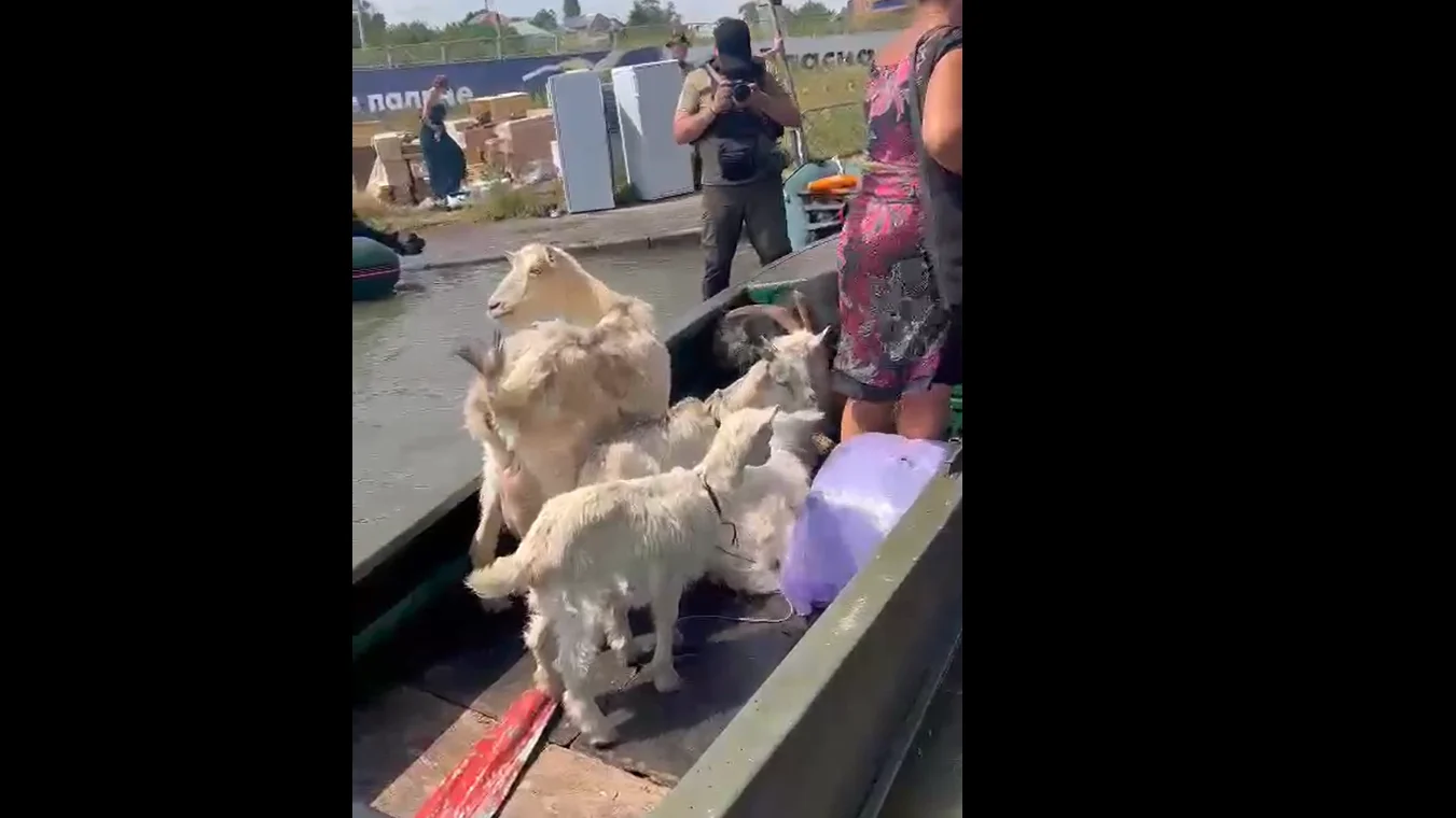 Animales atrapados tras la voladura de la presa