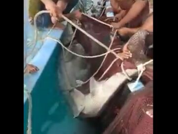 Momento en el que capturan al tiburón que devoró a un turista ruso en Egipto