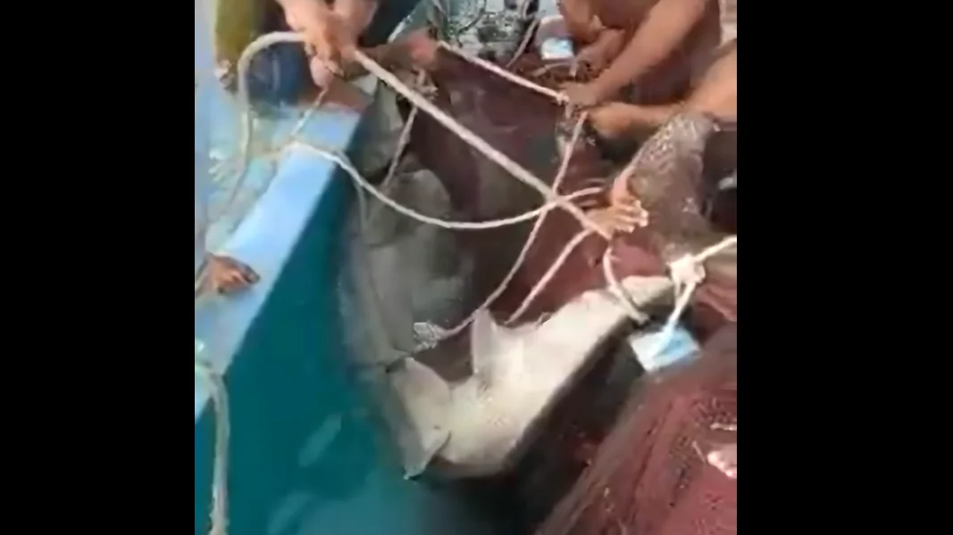 Momento en el que capturan al tiburón que devoró a un turista ruso en Egipto Momento en el que capturan al tiburón que devoró a un turista ruso en Egipto