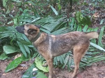 Wilson, el perro perdido en la selva de Colombia