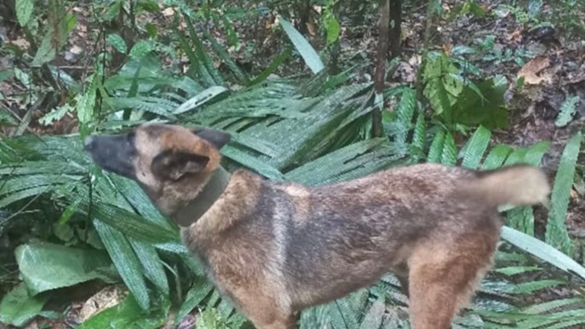 Wilson, el perro perdido en la selva de Colombia