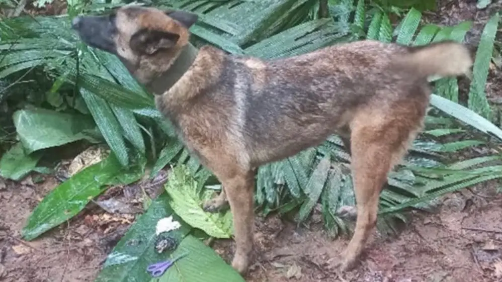Wilson, el perro perdido en la selva de Colombia Wilson, el perro perdido en la selva de Colombia
