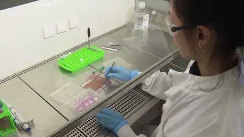 Férulas invisibles investigación Londres Férulas invisibles investigación Londres