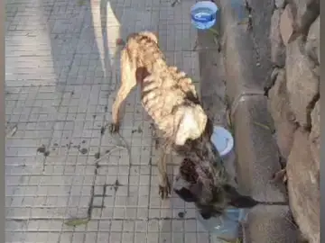 Perro maltratado en Jinámar Perro maltratado en Jinámar