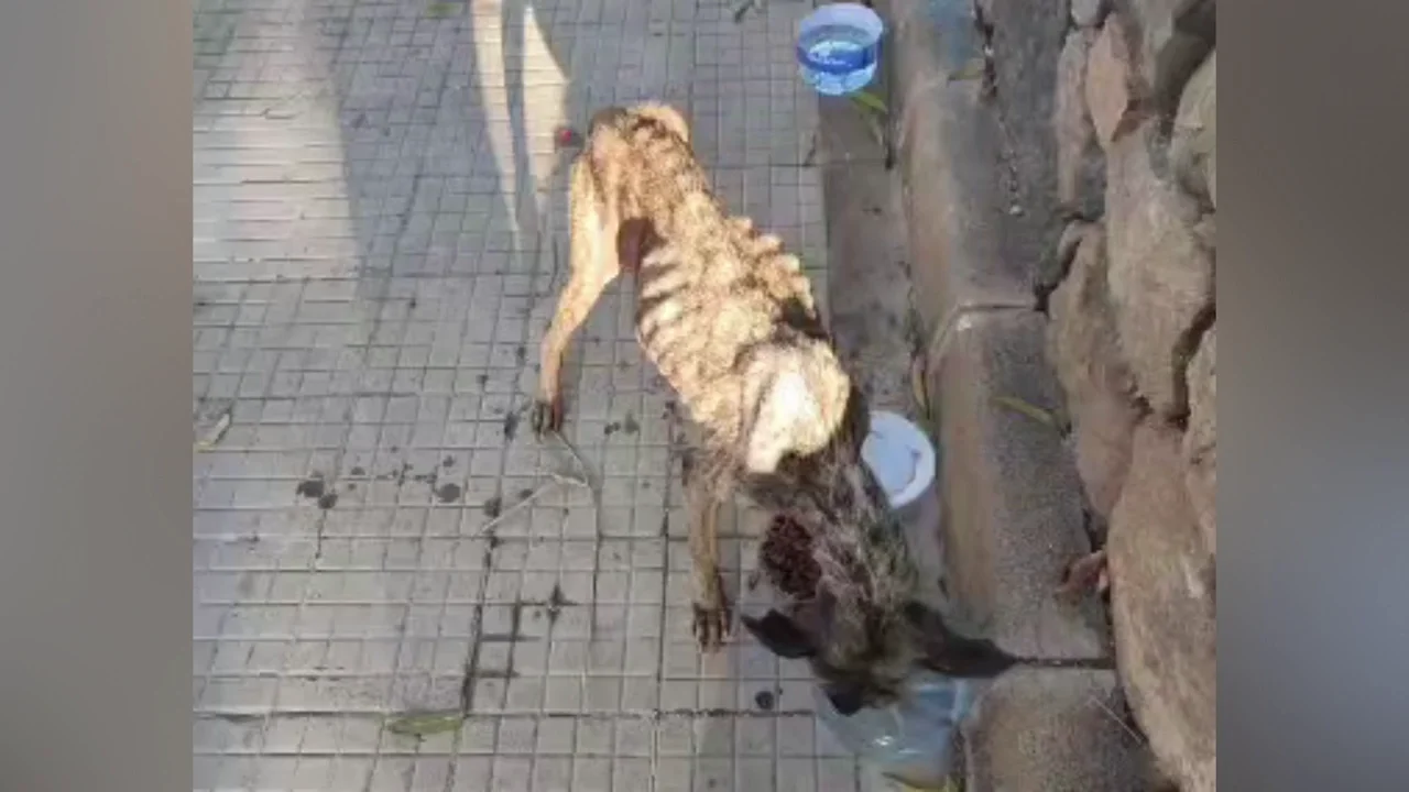 Perro maltratado en Jinámar Perro maltratado en Jinámar