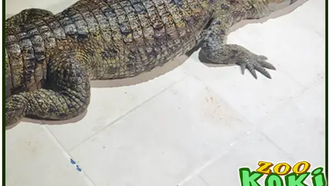 Caimán en Toledo Caimán en Toledo