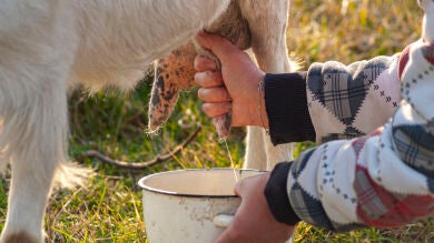 De vaca, de cabra o de oveja: ¿Qué leche es más saludable?