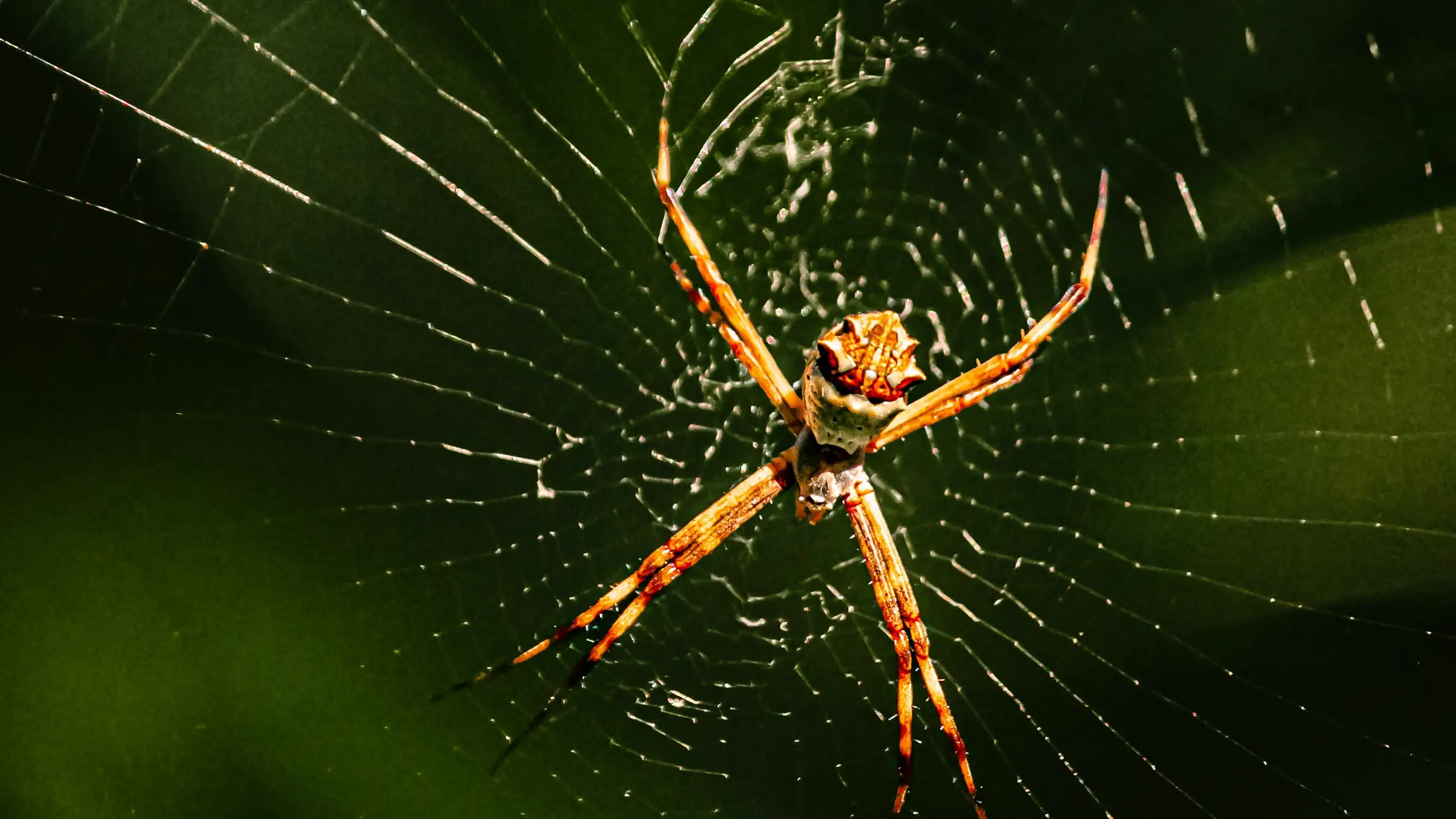 Imagen de archivo de una araña Imagen de archivo de una araña
