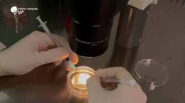 Embriones humanos sint&eacute;ticos