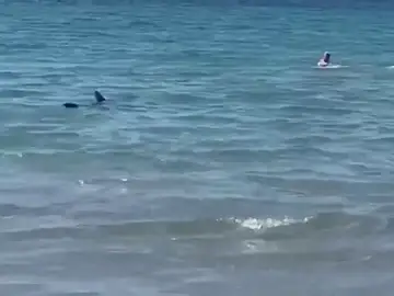 Muere el tiburón tintorera que sembró el pánico en una playa de Alicante