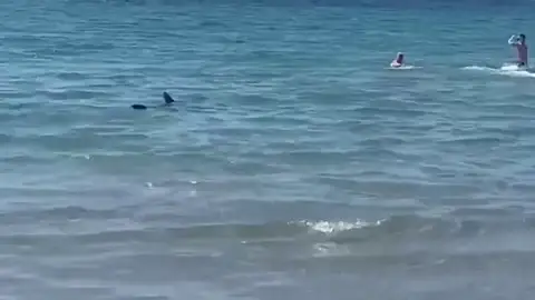 Muere el tiburón tintorera que sembró el pánico en una playa de Alicante
