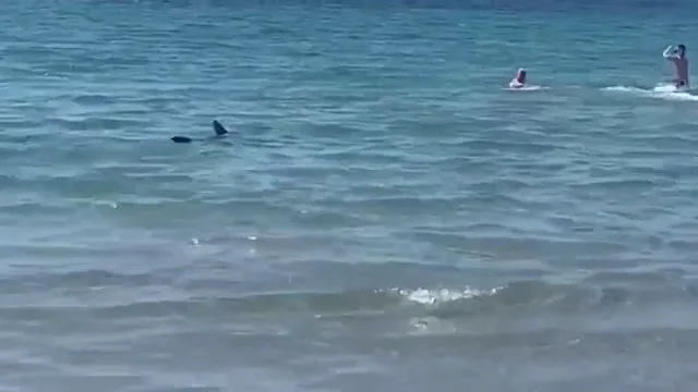 Muere el tiburón tintorera que sembró el pánico en una playa de Alicante Muere el tiburón tintorera que sembró el pánico en una playa de Alicante