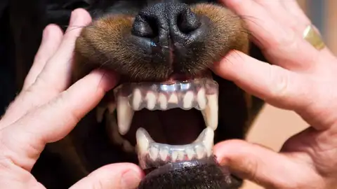 Un perro de la raza Rottweiler enseña sus dientes Un perro de la raza Rottweiler enseña sus dientes