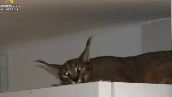 Un lince africano 'custodiando' la casa de un detenido por robo con violencia en Valencia