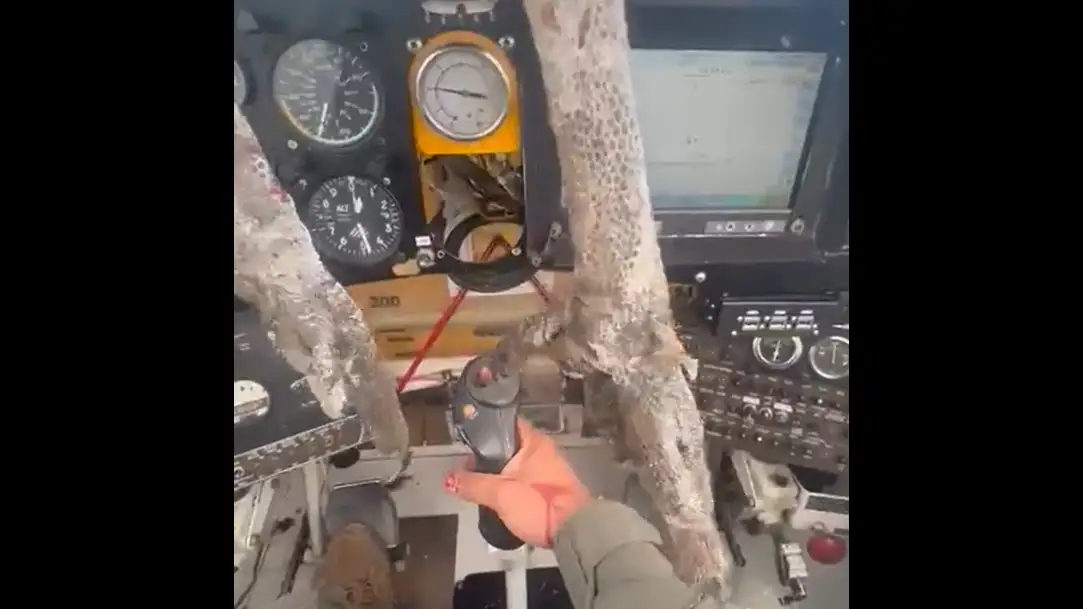 Momento en el que un ave choca frontalmente contra un aeronave